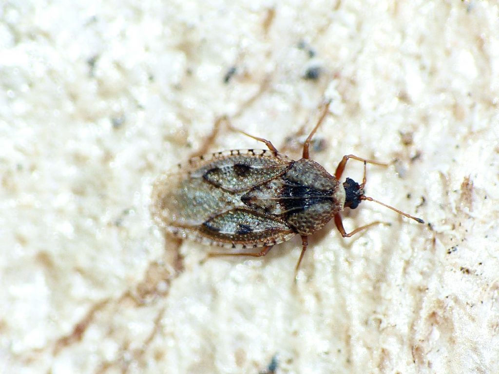 Tingidae: Dictyla echi?   No, Dictyla nassata